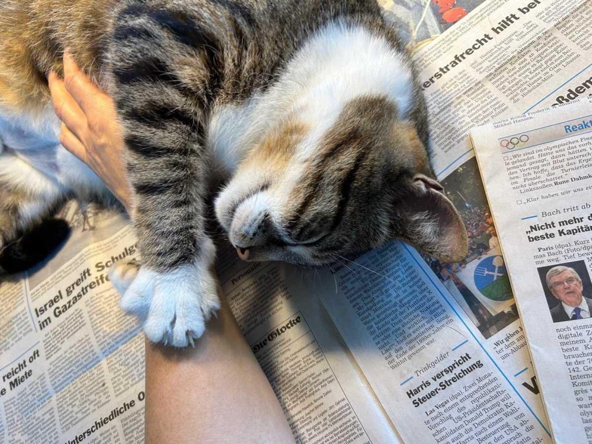 Filou gesucht! Filou gesucht!