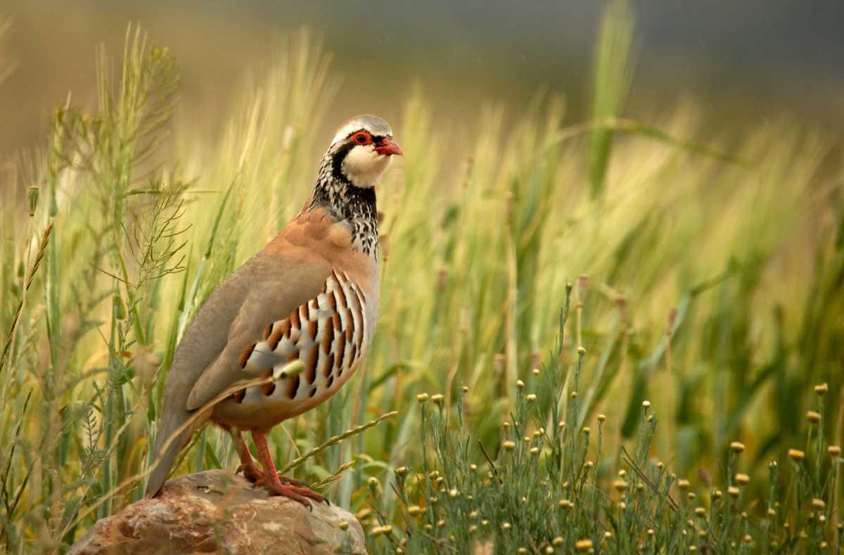Rebhuhn ist Vogel des Jahres 2026, NABU Oelde lädt zu Vortrag ein
