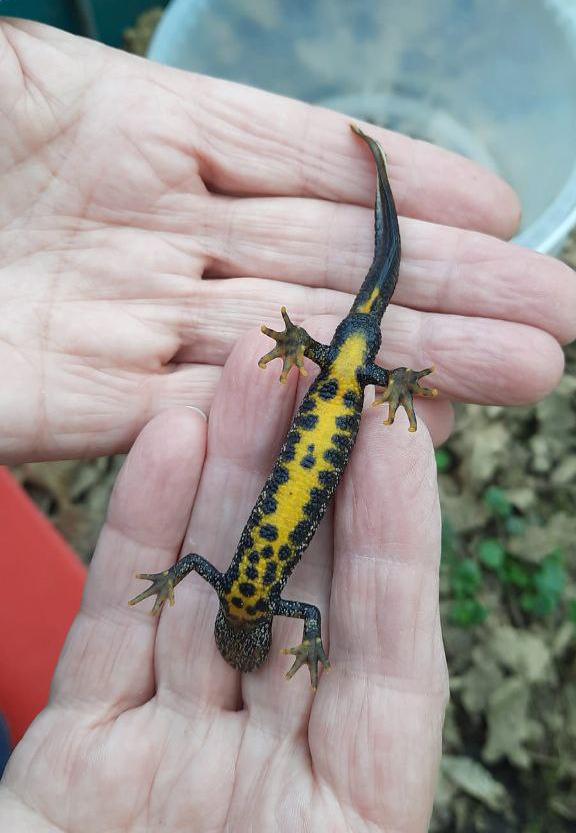 NABU Oelde: Amphibienschutzzäune retten tausende Tiere in Oelde