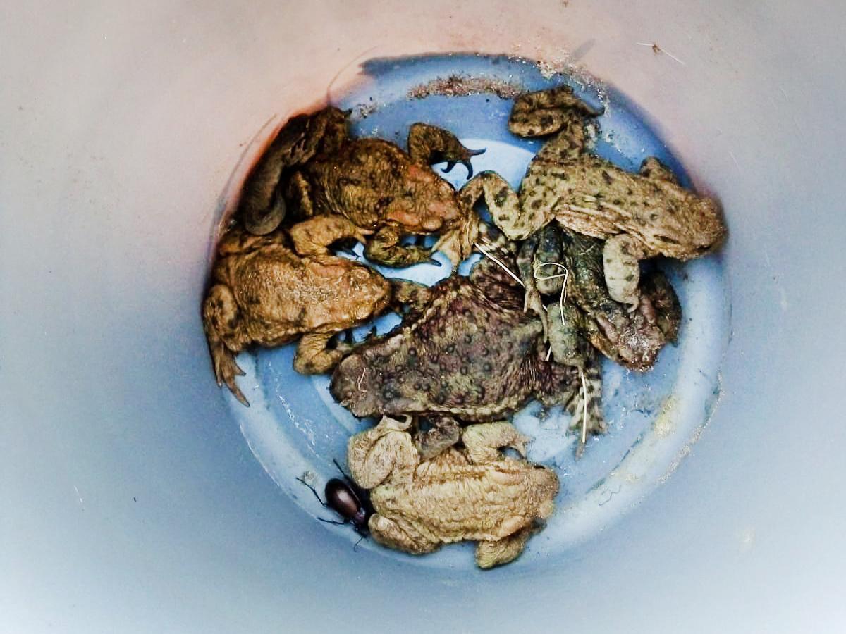 NABU Oelde: Amphibienschutzzäune retten tausende Tiere in Oelde