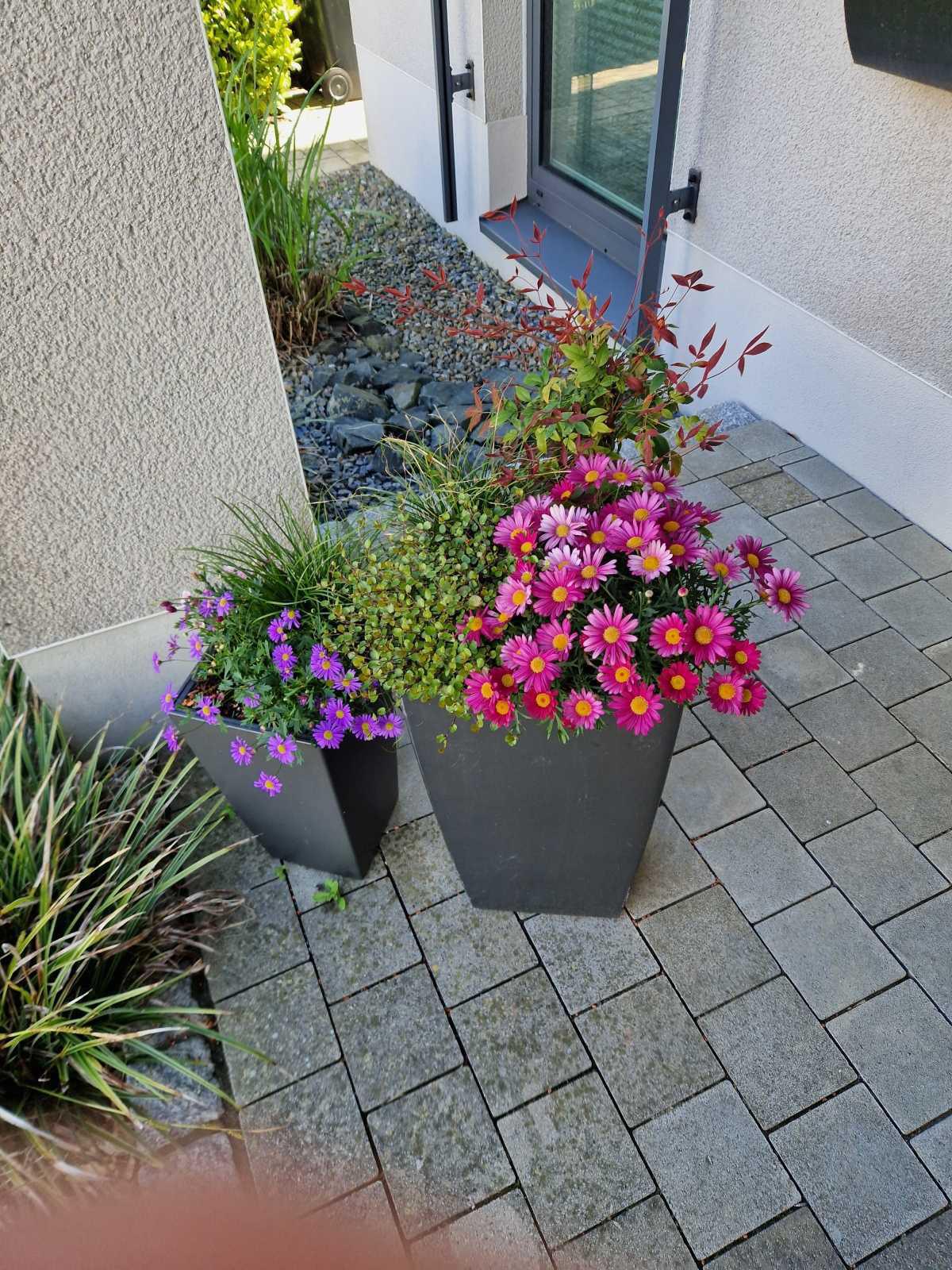 Oelde blüht auf 🌸