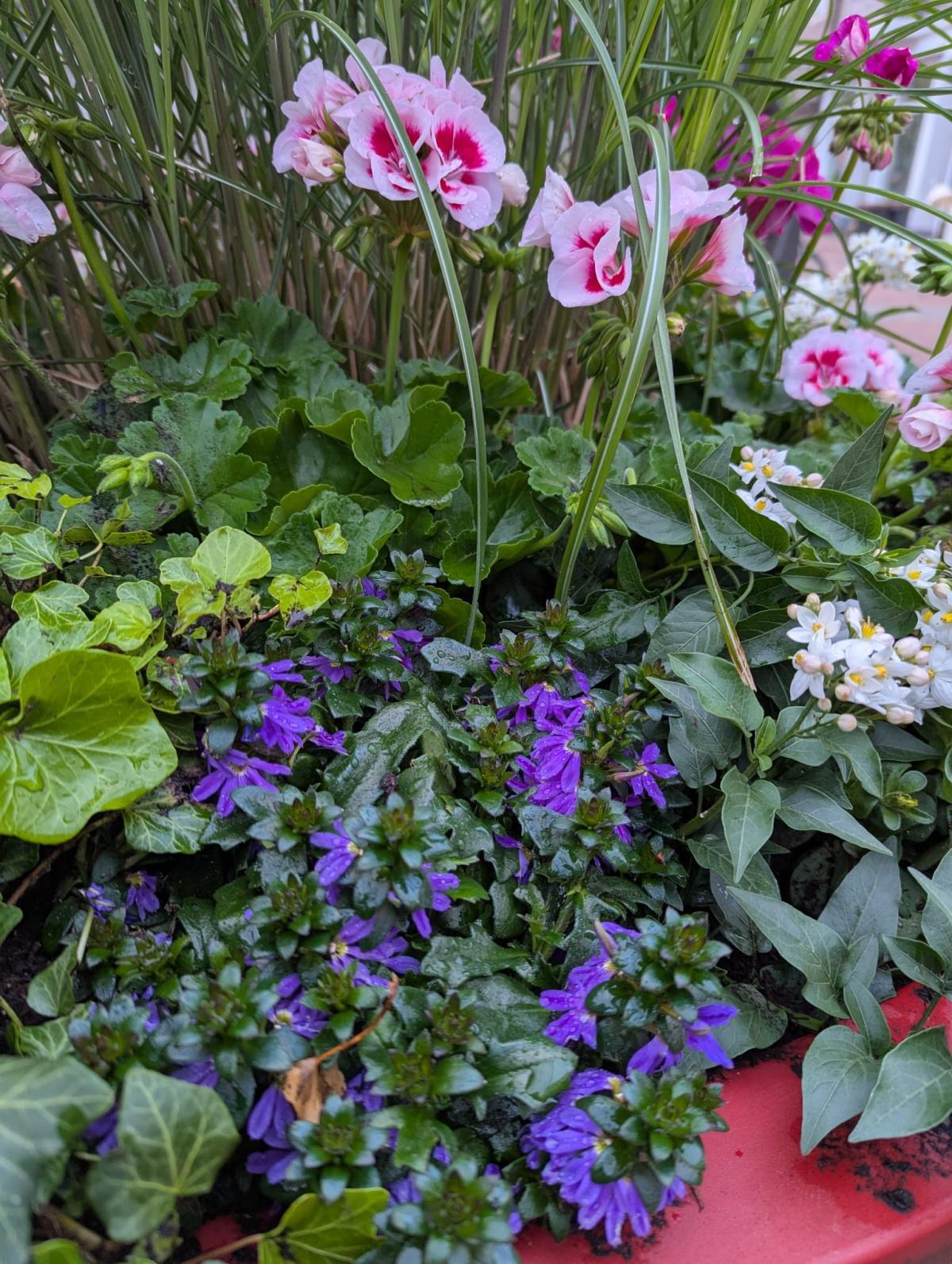 Oelde blüht auf 🌸 Oelde blüht auf 🌸