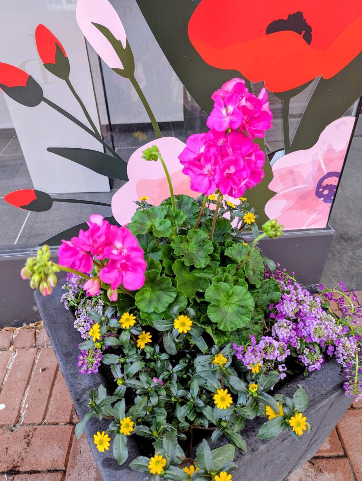 Oelde blüht auf 🌸 Oelde blüht auf 🌸