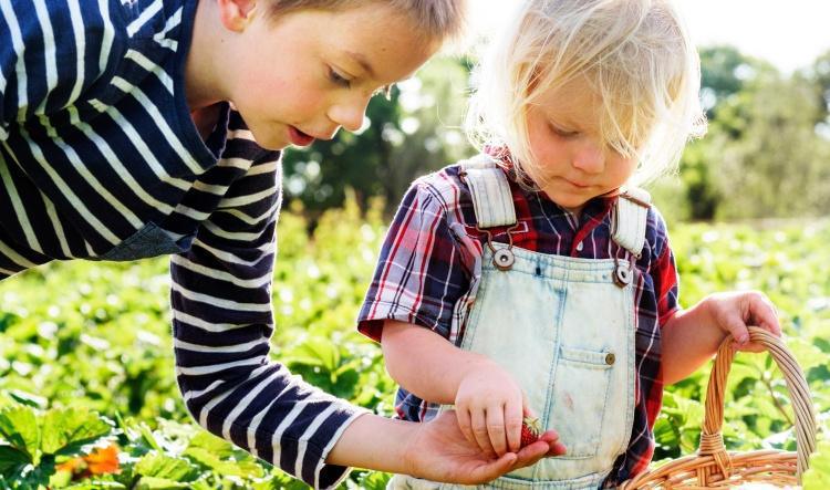 Ein Sommererlebnis für die ganze Familie – Selbst Erdbeeren pflücken bei Steinhoff