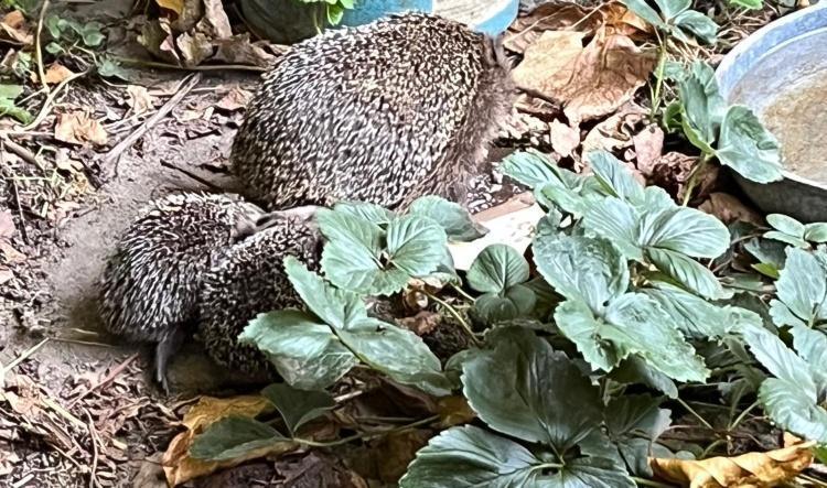 Sicheres Zuhause gesucht: Auswilderungsplätze für Igel