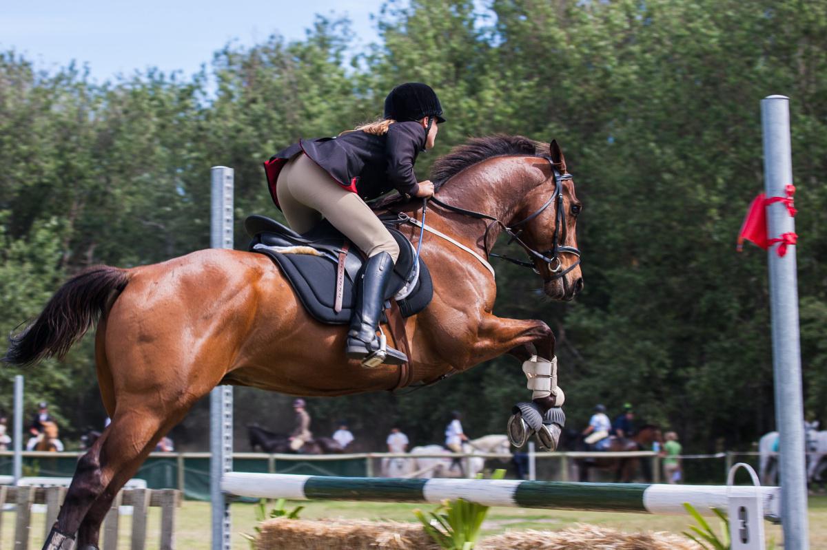 Equestrian 