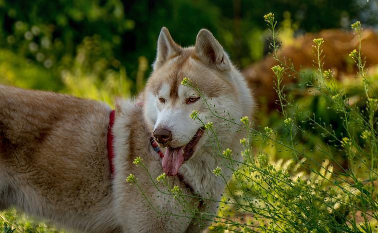 Assurance Chien/Chat 