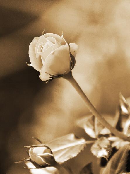 Absence décès d'un proche Absence décès d'un proche