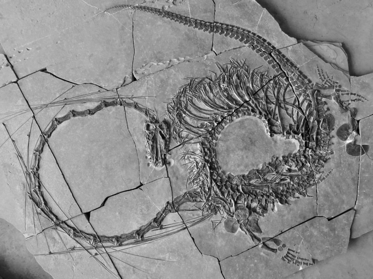 Dragon marin primitif dévoilé après 240 millions d'années : Le mystérieux dinocephalosaurus orientalis