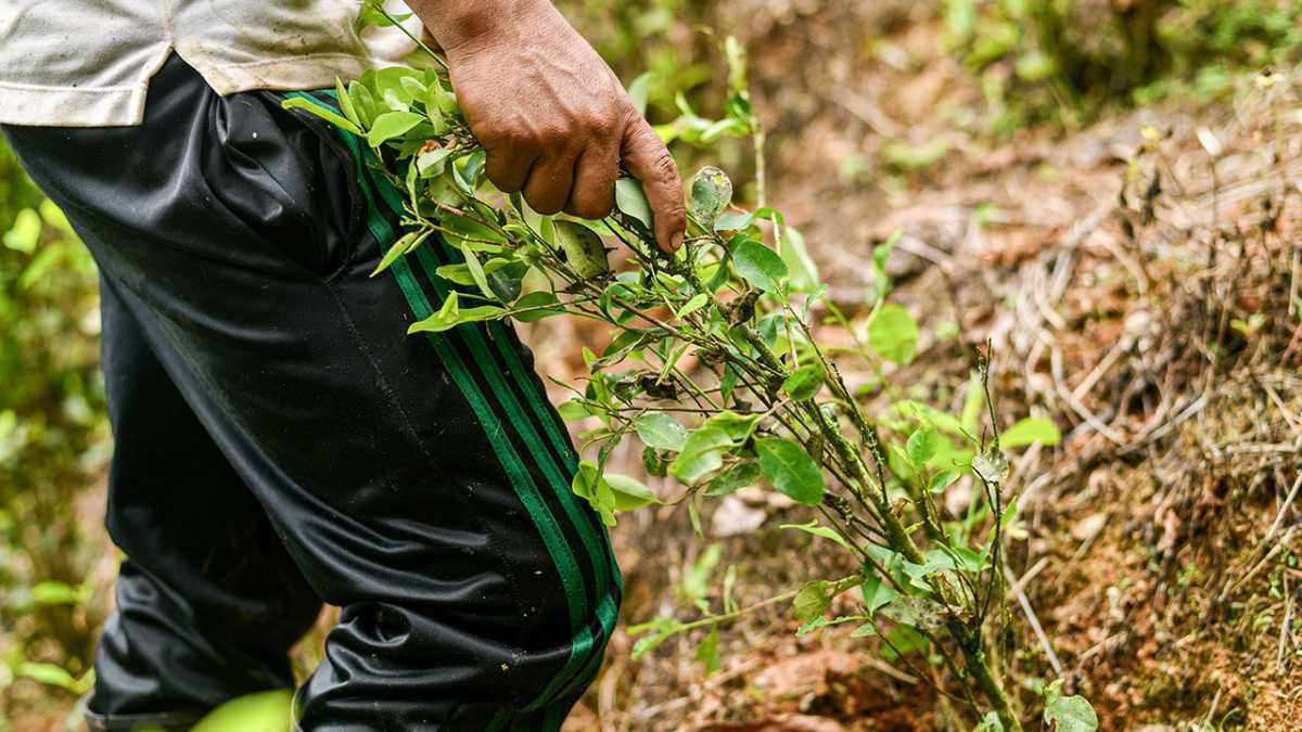 Colombia Invertirá $200.000 Millones en Sustitución de Cultivos Ilícitos para Proteger la Biodiversidad Colombia Invertirá $200.000 Millones en Sustitución de Cultivos Ilícitos para Proteger la Biodiversidad