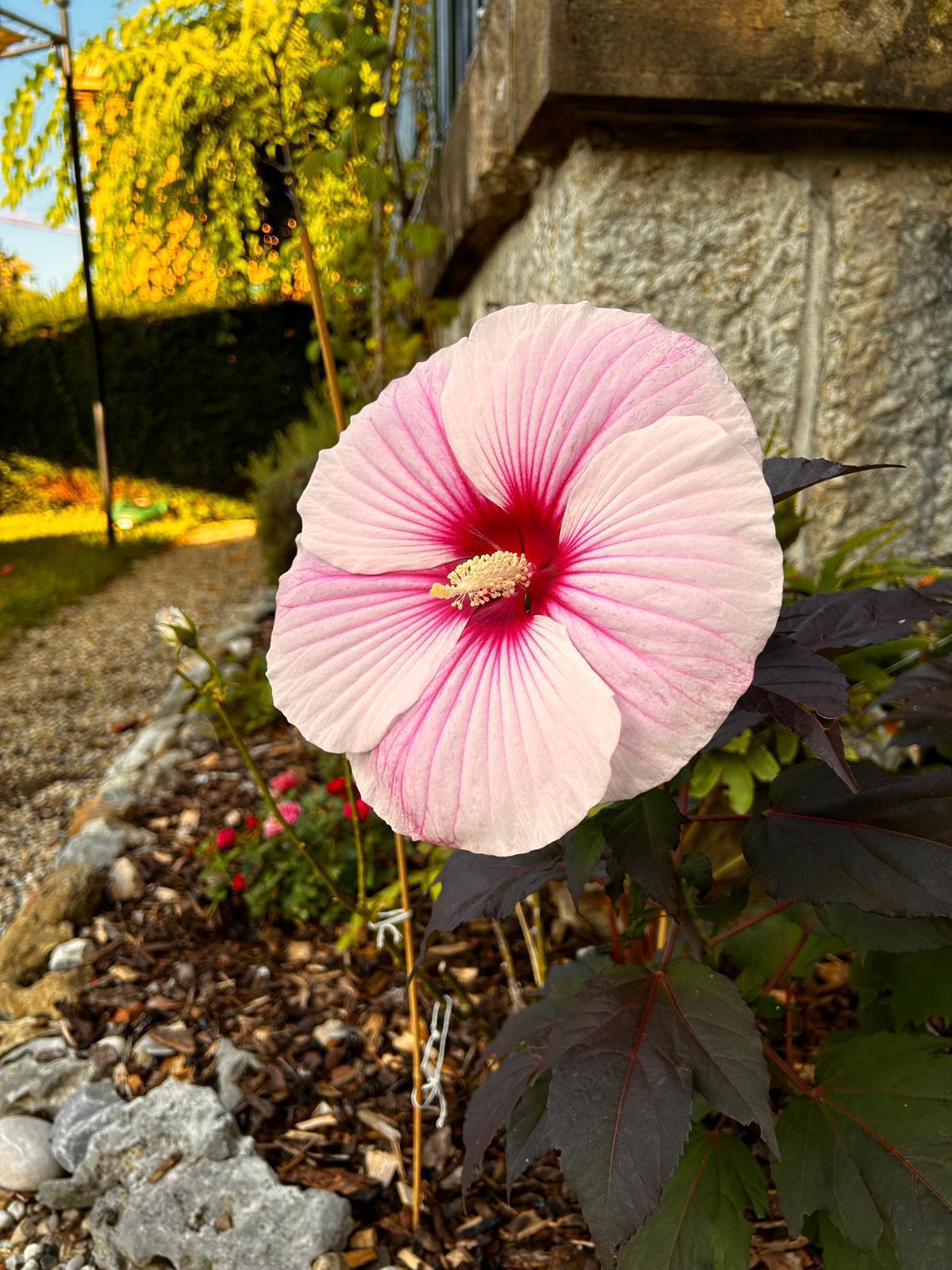 Bonjour le monde !