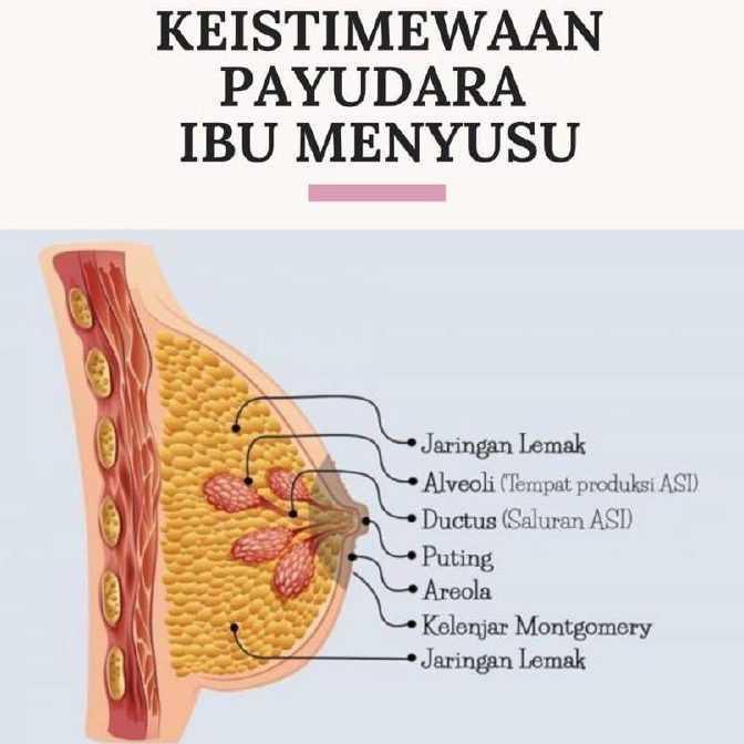 TAK PERLU CUCI PUTING SEBELUM MENYUSU ?