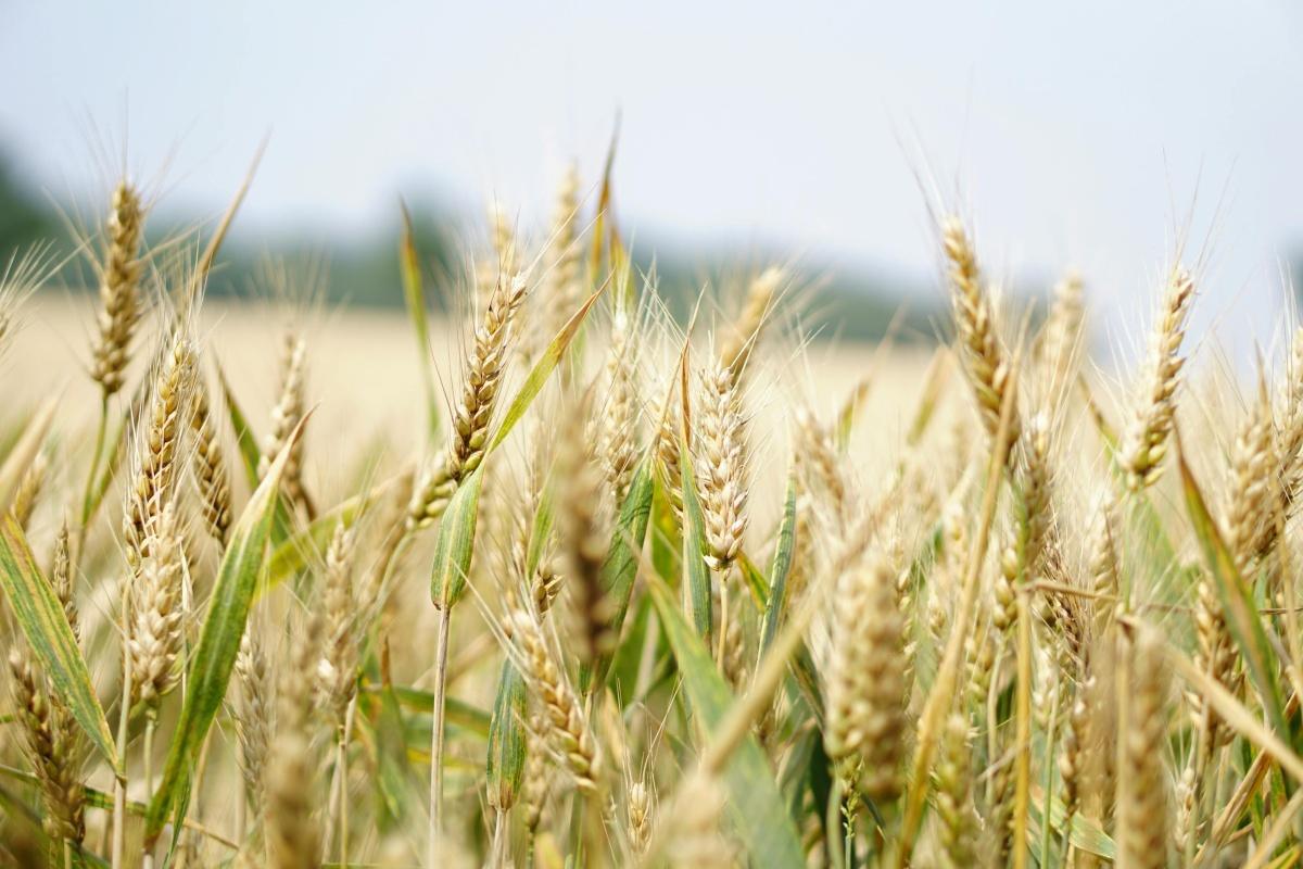 Vincent Kipkirui~ Farm manager
