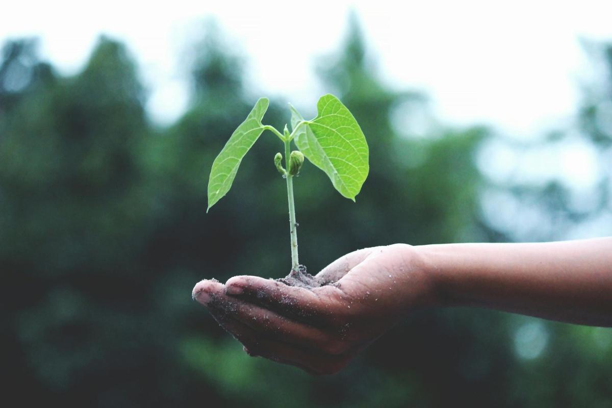 Viola A ~ Environmentalist (verified)