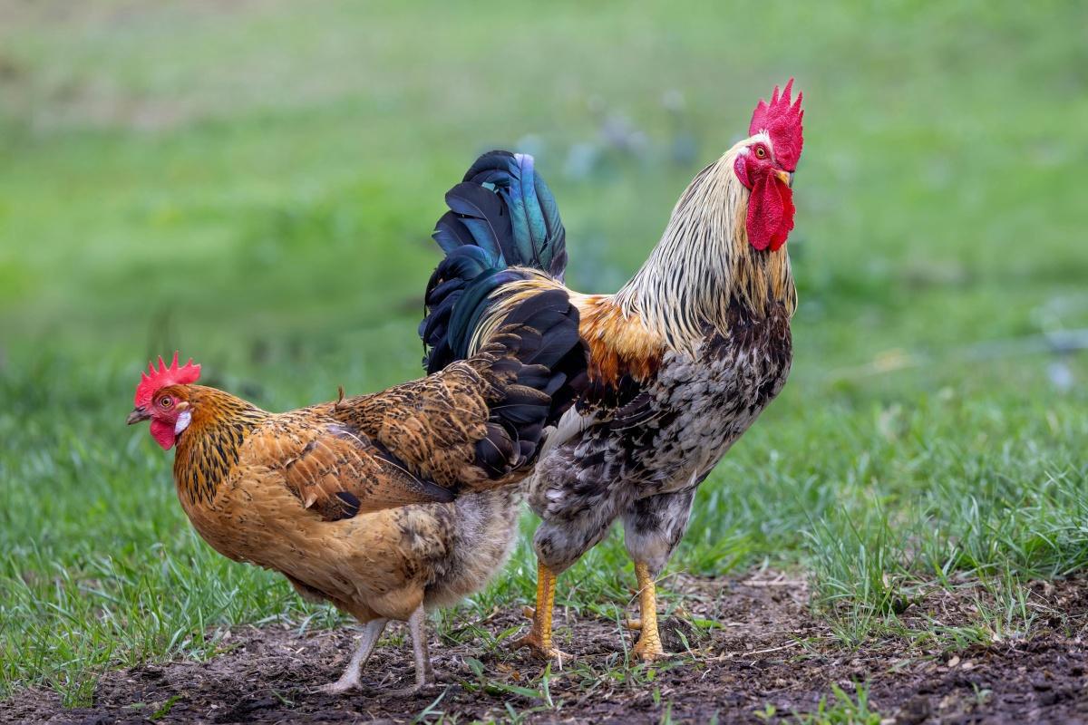 Poultry Shining Farm