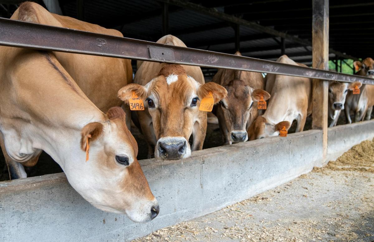 North Rift Daily Breeders