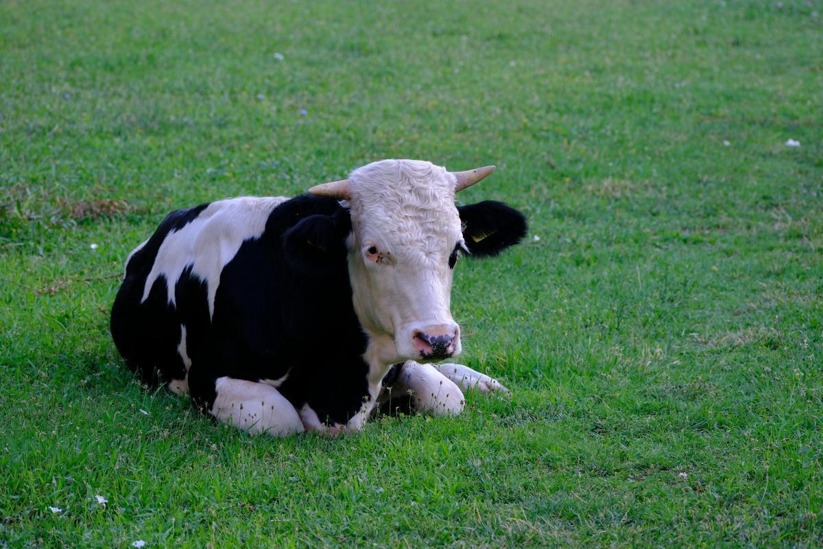 North Rift Daily Breeders