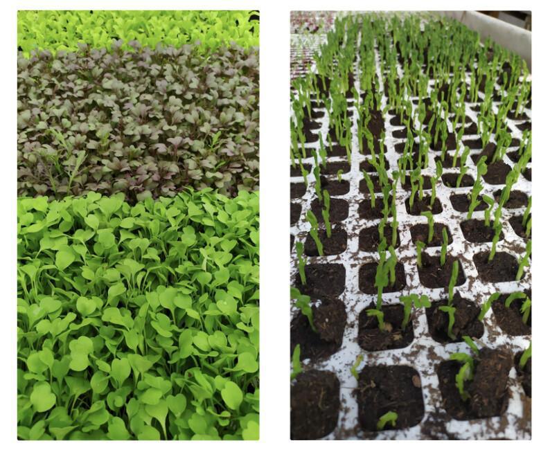 Un coup de pouce pour Saskia et son projet agricole 🌱 Un coup de pouce pour Saskia et son projet agricole 🌱