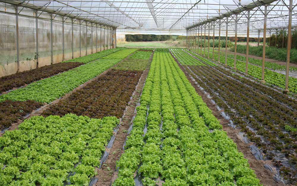 Ferme Danhil