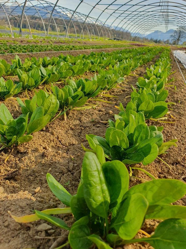 🌿 Meet the Jardins de Bellevue: cultivating the land from the heart