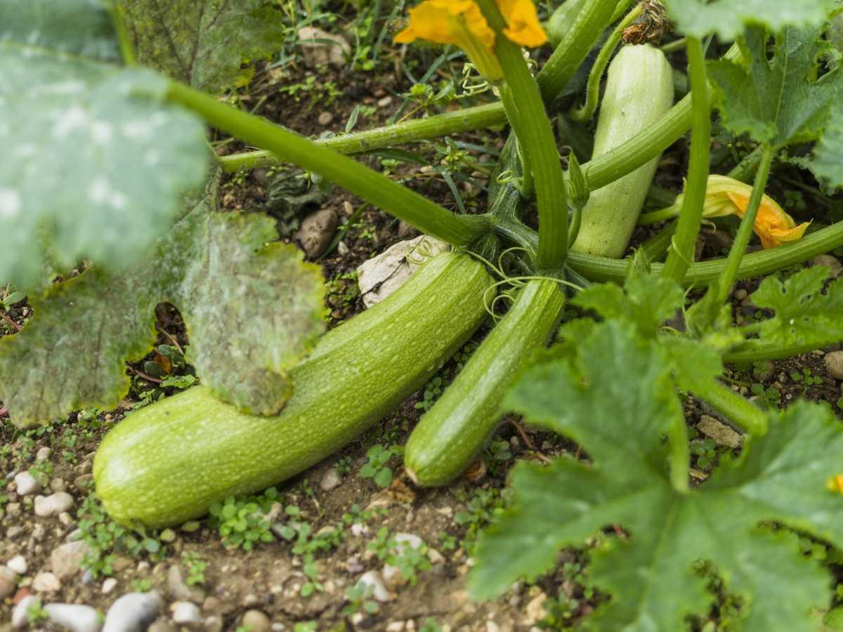 🌱Multipliez votre récolte de courgettes par 5 grâce à cette astuce
