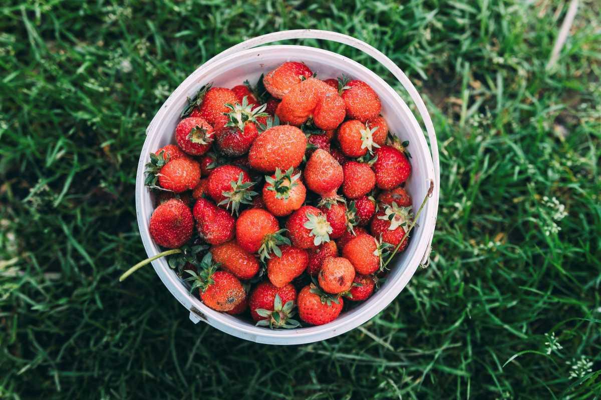 June in your basket: seasonal treasures not to be missed