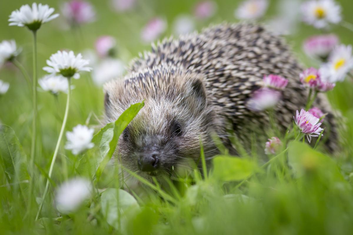 🌿 Dites adieu aux limaces: astuces naturelles pour protéger votre jardin