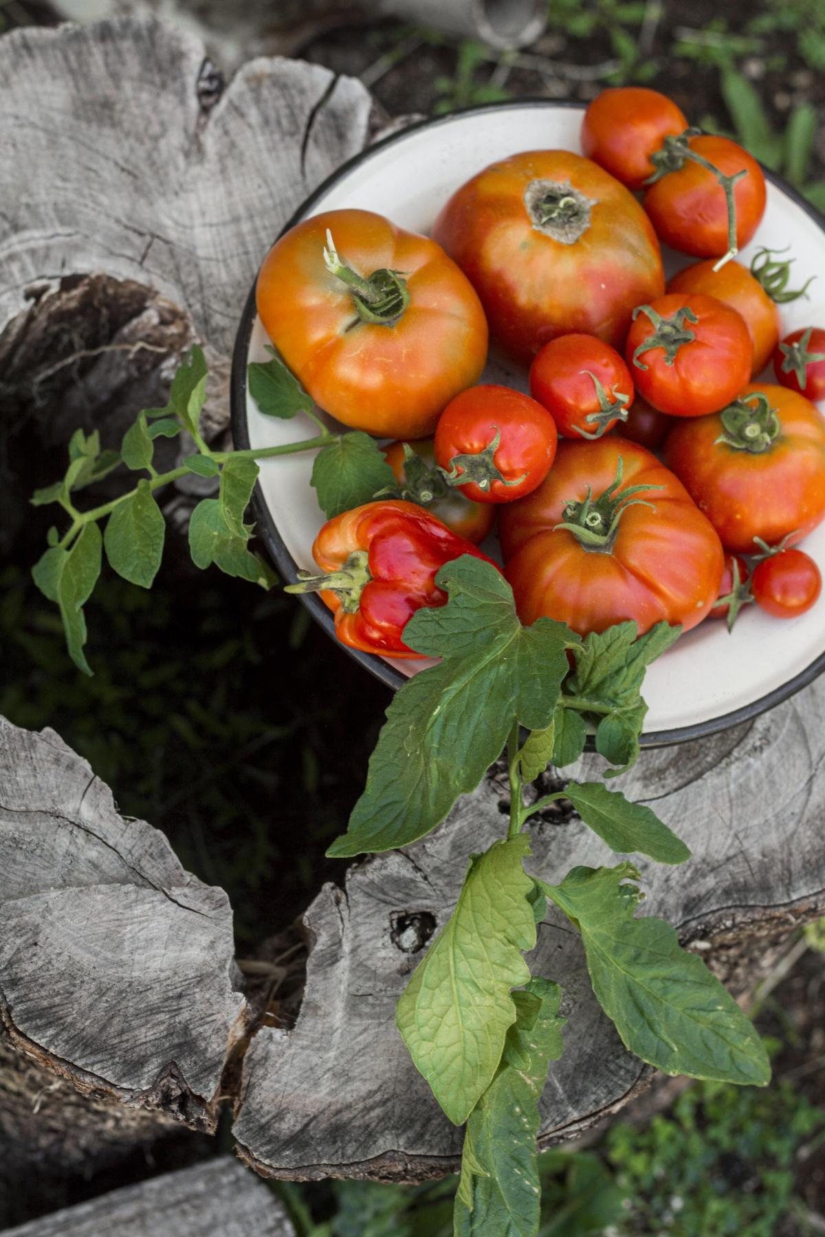 🍅 Growing and pruning tomatoes: the secrets to a plentiful harvest