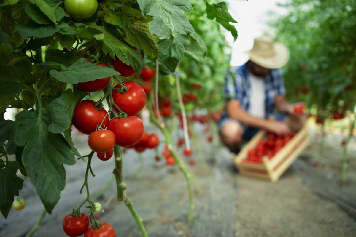 🍅 Growing and pruning tomatoes: the secrets to a plentiful harvest