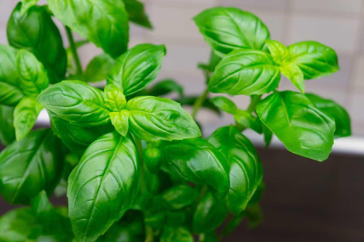 🌿 Les 7 erreurs à éviter pour réussir son basilic en pot