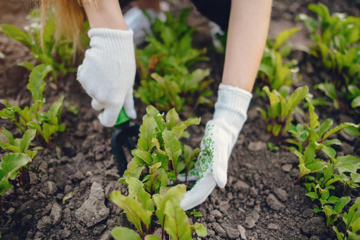 🌱 The best plant combinations in the garden: when nature works as a team