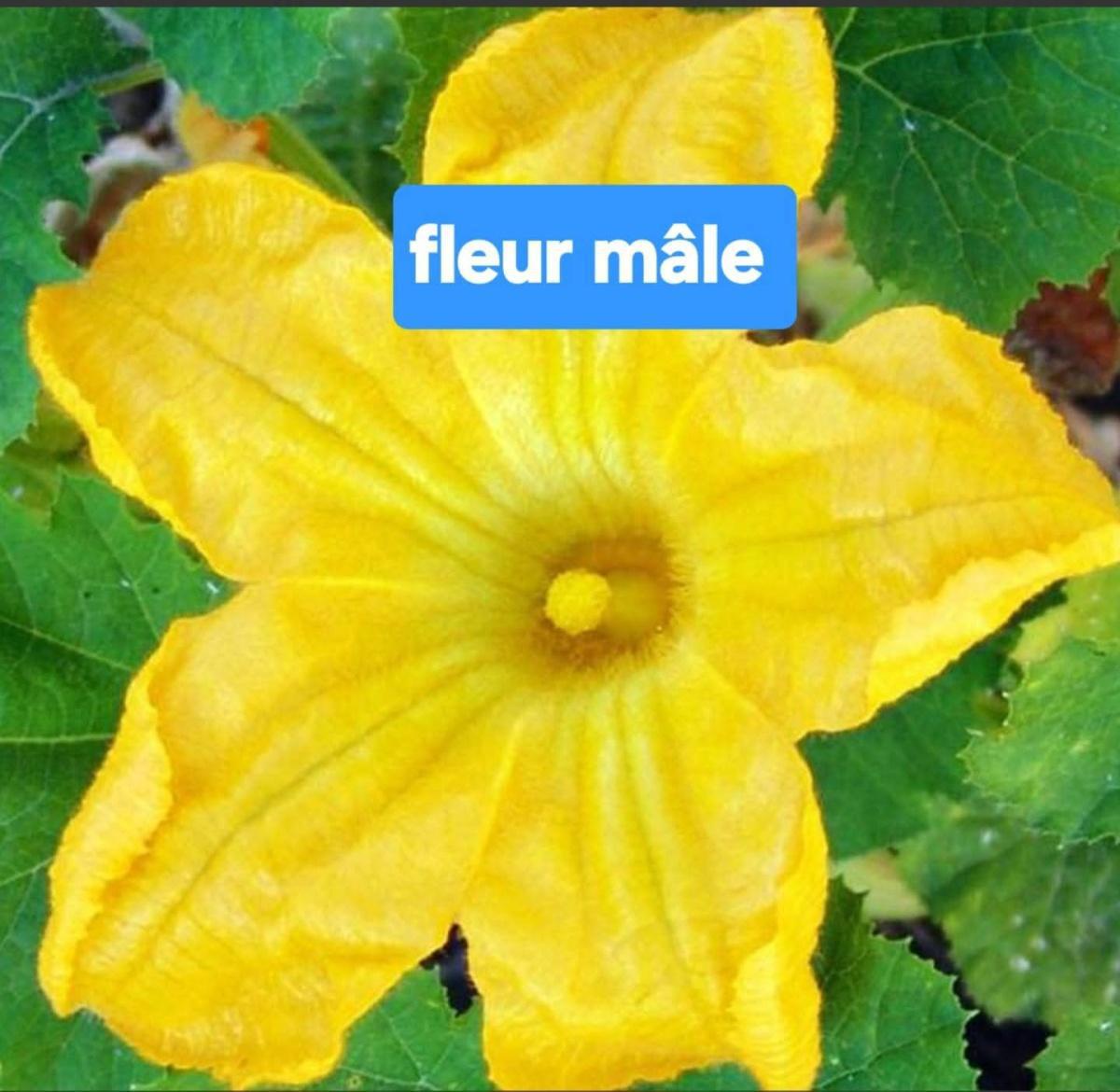 🥒 Comprendre la pollinisation chez les courgettes