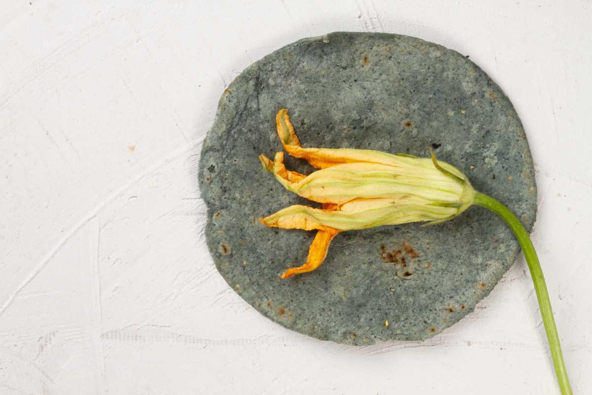 🥒 Comprendre la pollinisation chez les courgettes