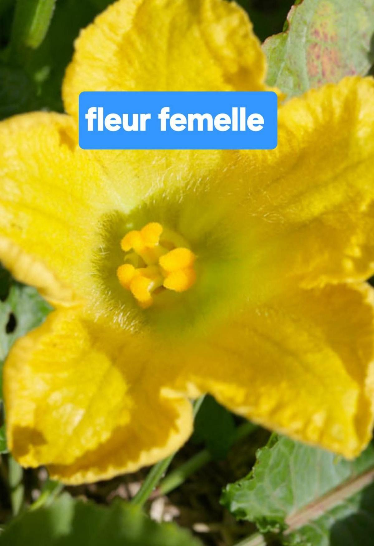 🥒 Comprendre la pollinisation chez les courgettes