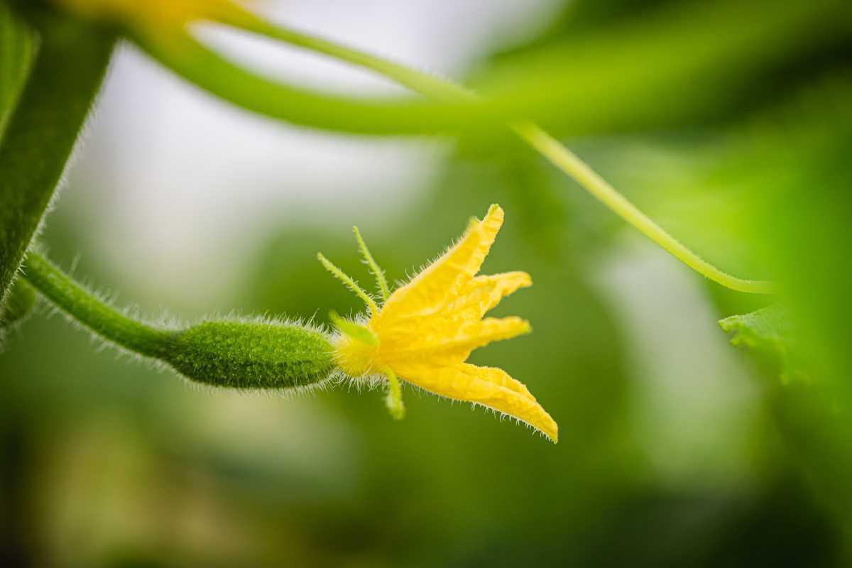 🥒 Comprendre la pollinisation chez les courgettes