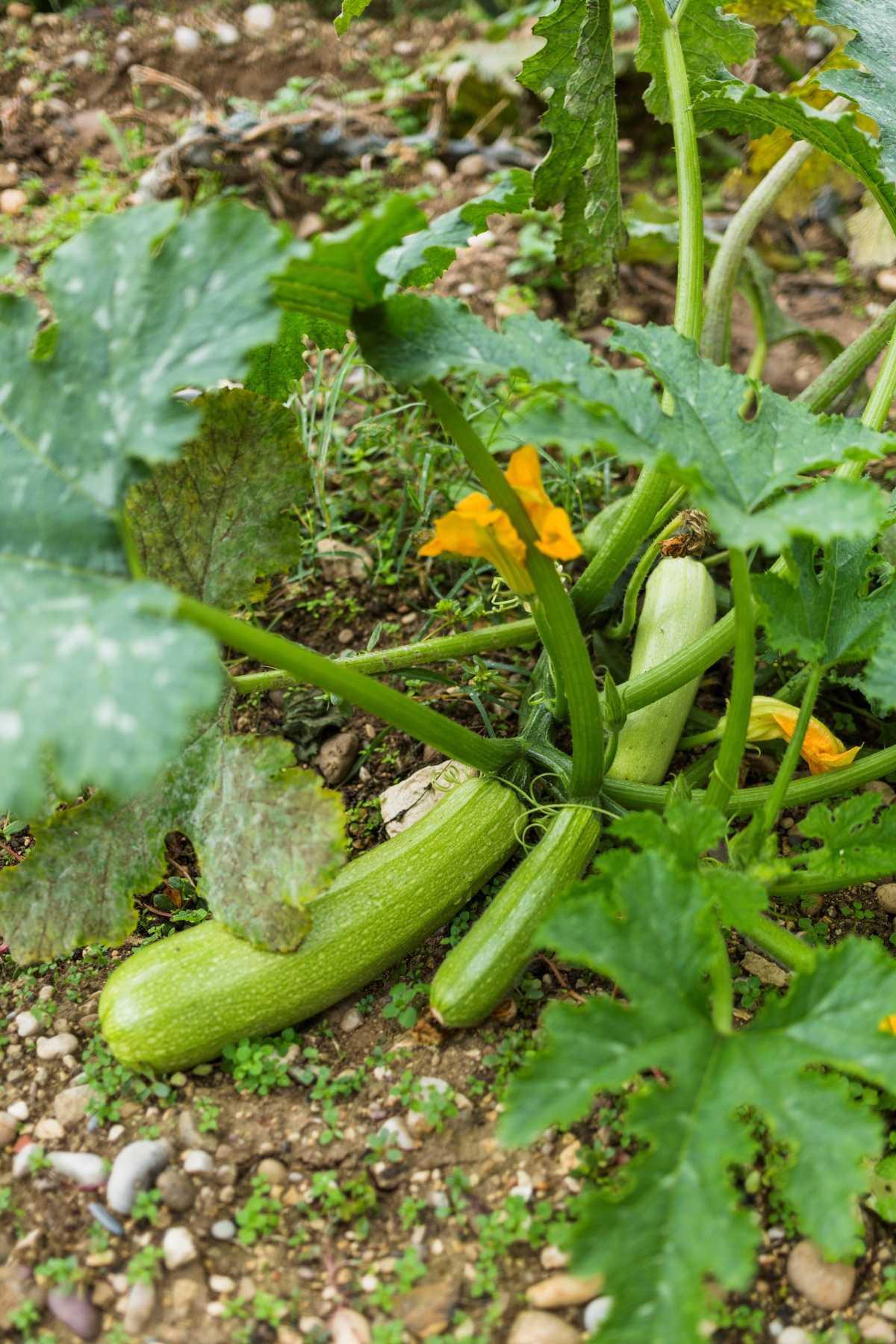 🥒 Comprendre la pollinisation chez les courgettes