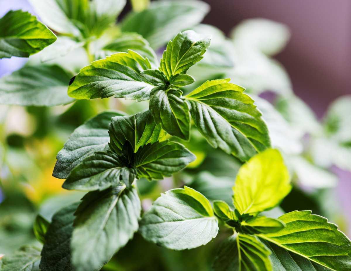 🌿 Cultiver des herbes aromatiques sans terre : 9 plantes à faire pousser dans l’eau (et sans jardin)