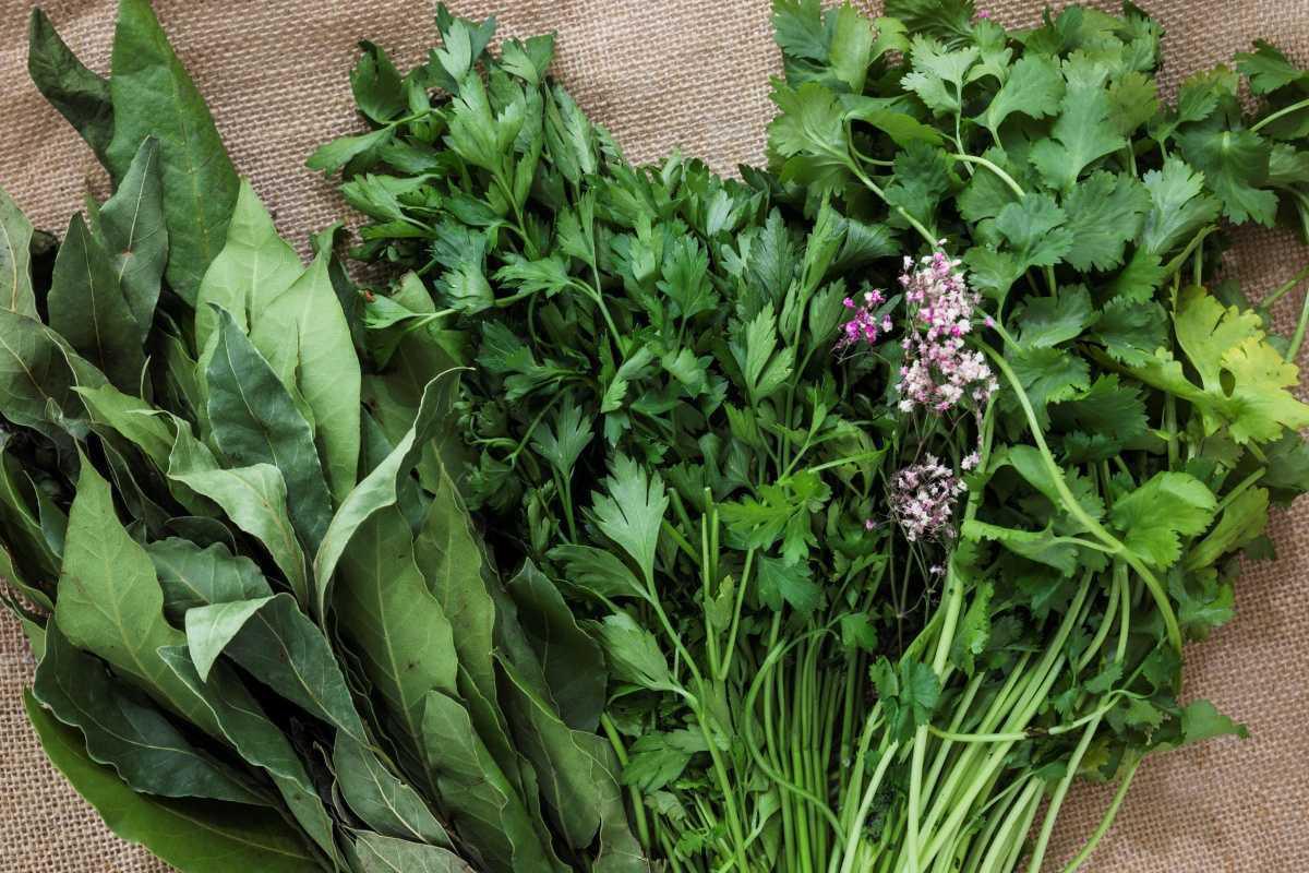 🌿 Cultiver des herbes aromatiques sans terre : 9 plantes à faire pousser dans l’eau (et sans jardin)