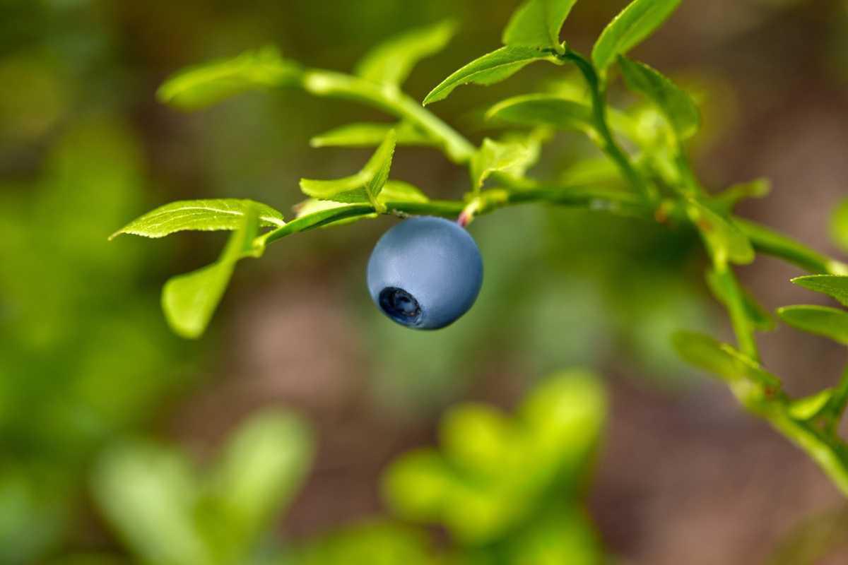 Peut-on vraiment faire repousser les myrtilles indéfiniment? La réponse va vous surprendre.