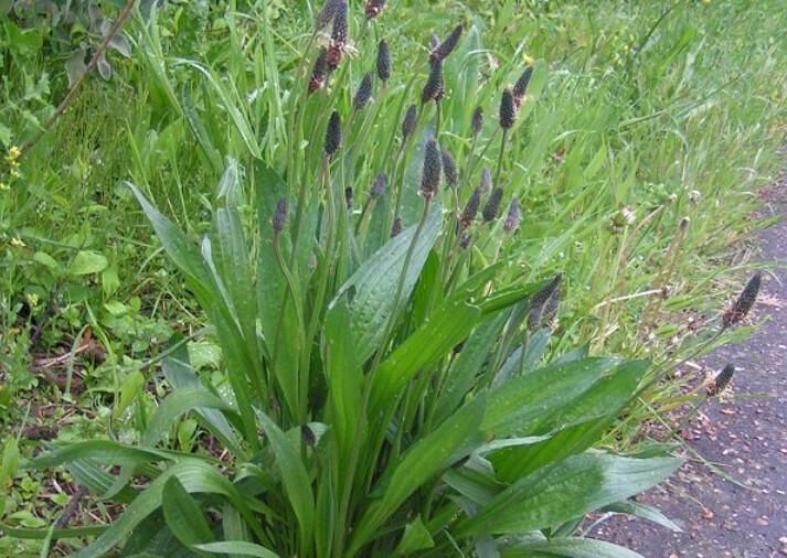 🌿 Cueillir l’été : les herbes sauvages à connaître, aimer et utiliser