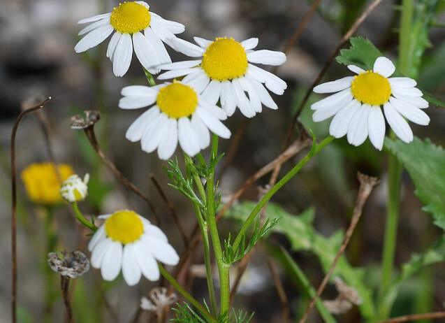 🌿 Cueillir l’été : les herbes sauvages à connaître, aimer et utiliser