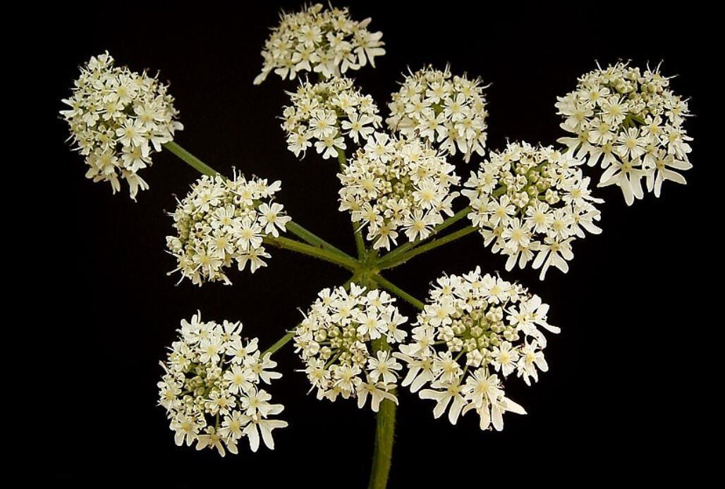🌿 Cueillir l’été : les herbes sauvages à connaître, aimer et utiliser