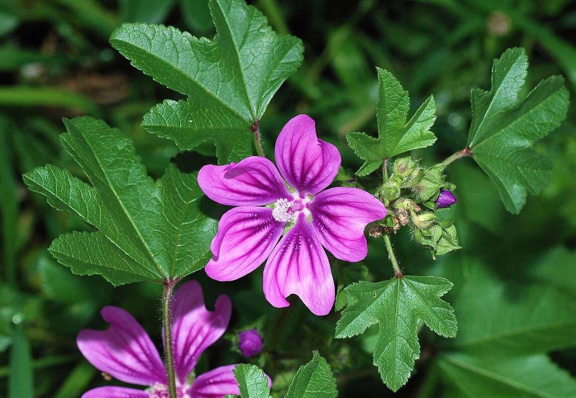🌿 Summer gathering: wild herbs to know, love and use