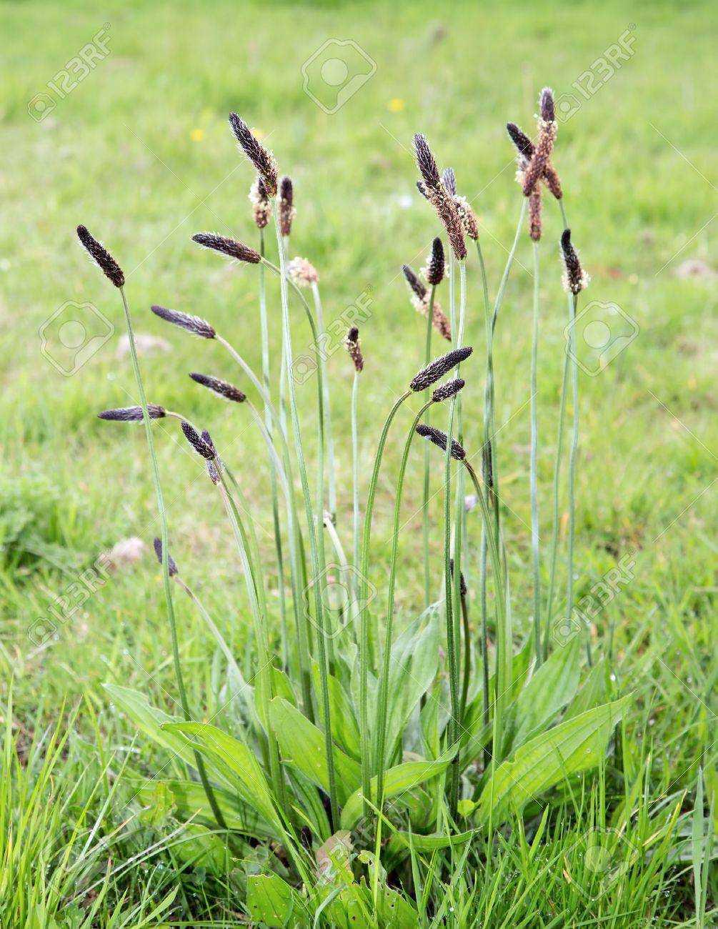 Le plantain lancéolé : un trésor sauvage aux mille vertus