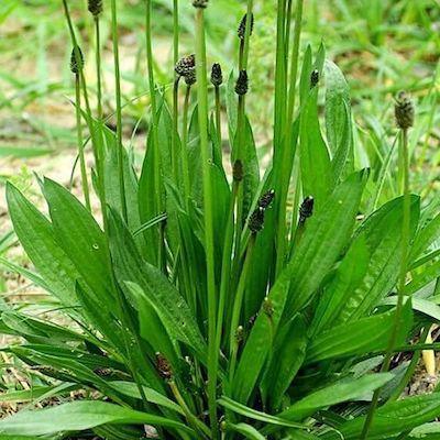 Le plantain lancéolé : un trésor sauvage aux mille vertus