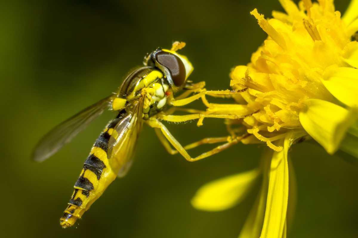 9 insectes incroyablement utiles au jardin 🌱🐞