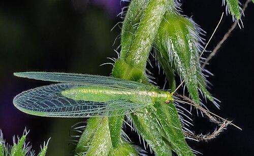 9 insectes incroyablement utiles au jardin 🌱🐞