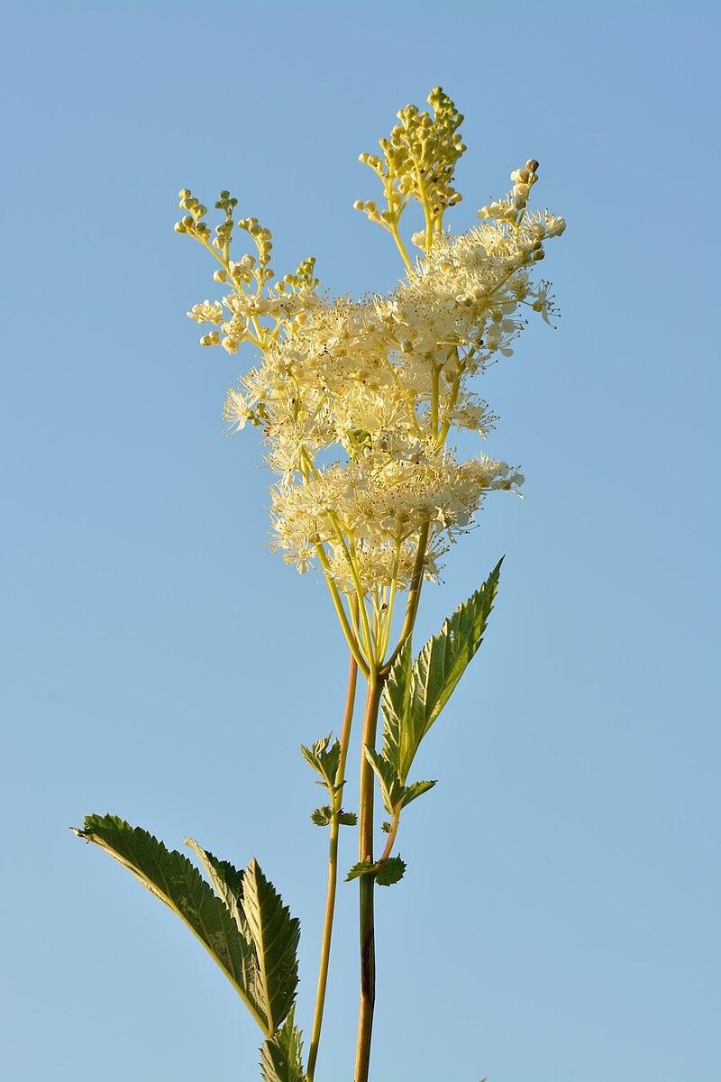 🌿 The Queen of meadows: plant-based aspirin with a thousand benefits