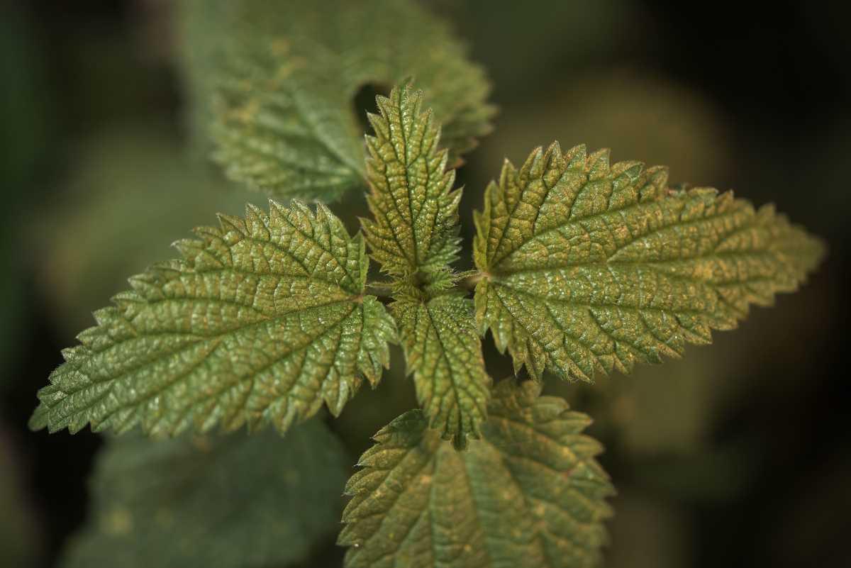 The prickly plant that does us good 🌿