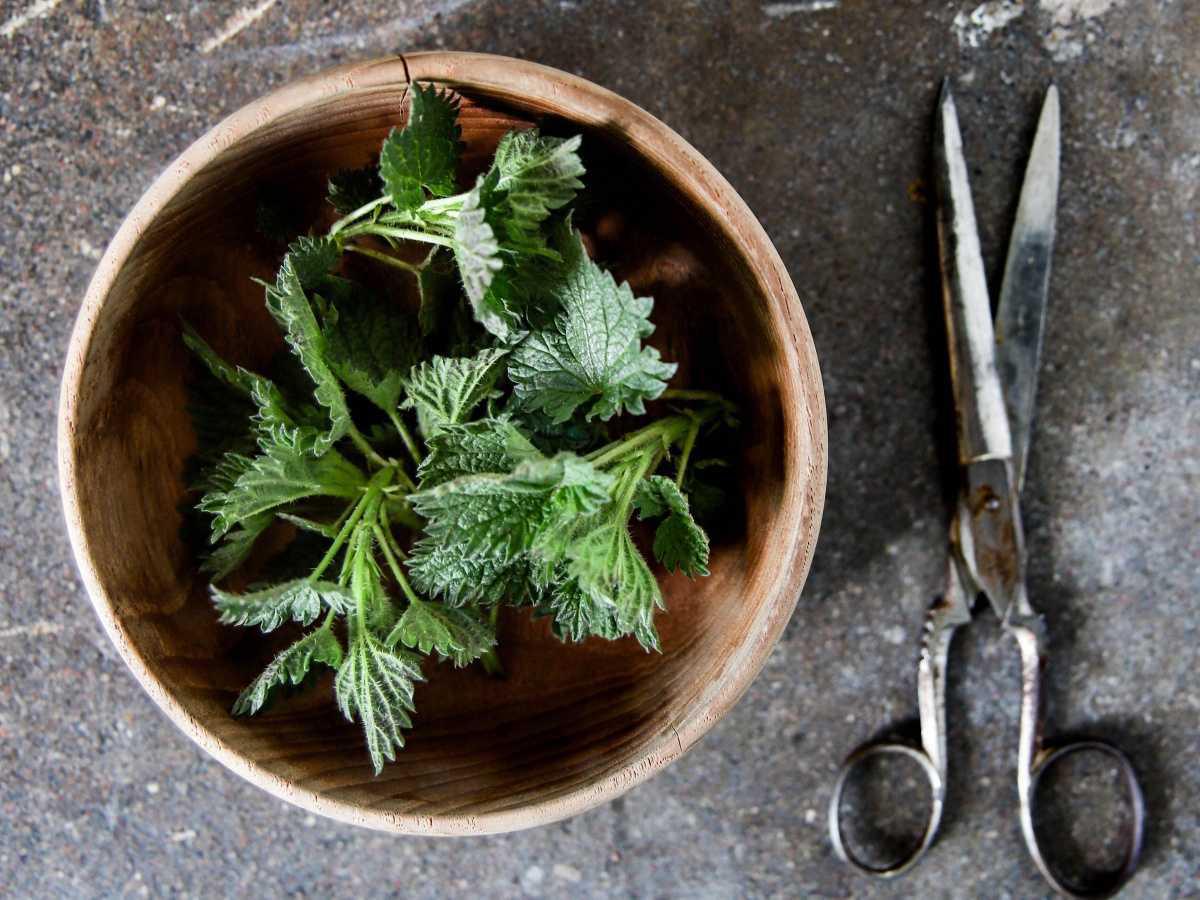 The prickly plant that does us good 🌿